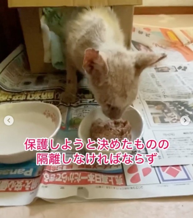 洗面所に隔離される子猫