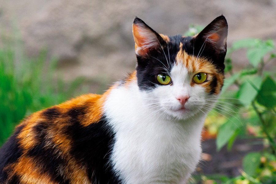 こちらを見つめる三毛猫