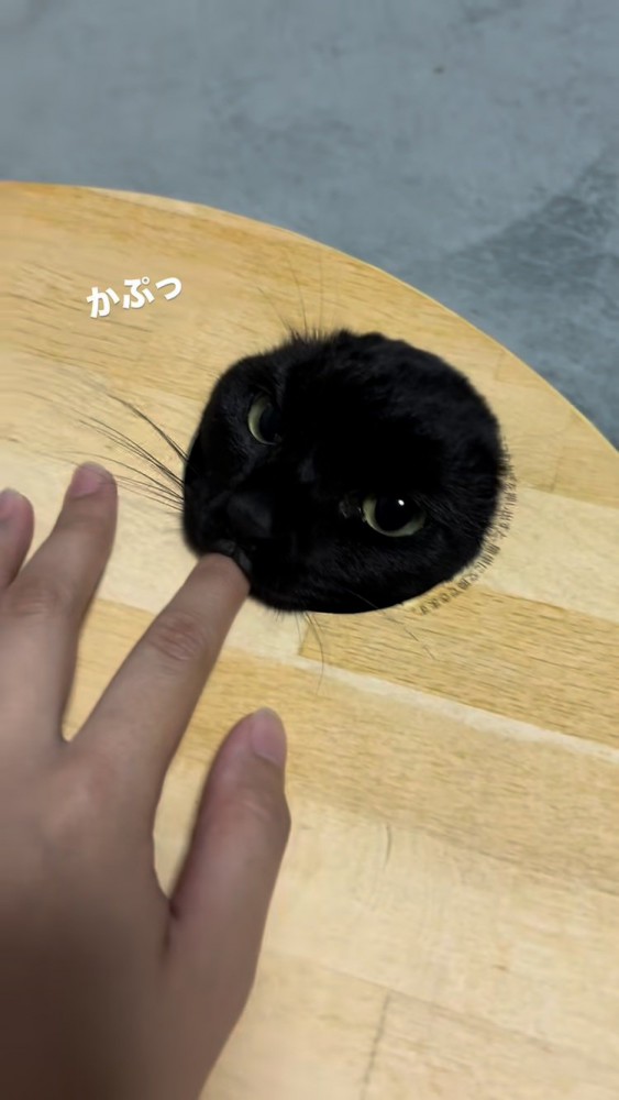 爪とぎボウルの箱の穴から顔を出してママの指を甘噛みする黒トラ猫