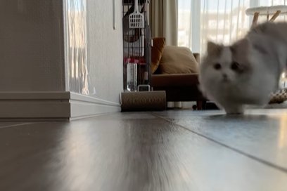 リビングを走る猫