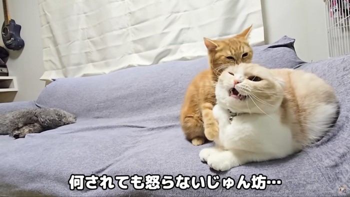 茶太郎にかじられるじゅんちゃん