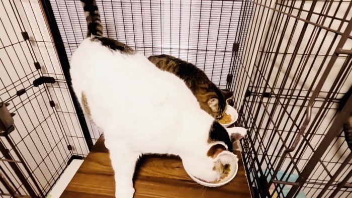 ケージの中でごはんを食べるキジトラとキジ白