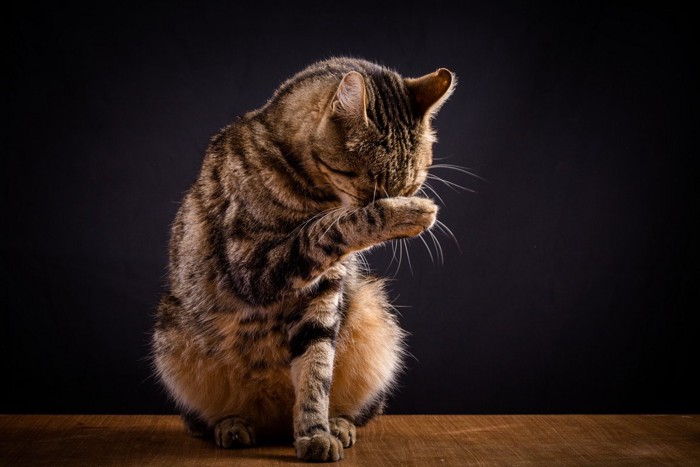 暗い背景で顔を洗うキジトラ