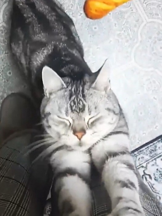 まばたきしながら足にじゃれつく猫