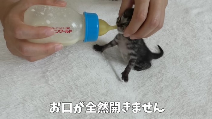 ミルクに口をとじる猫