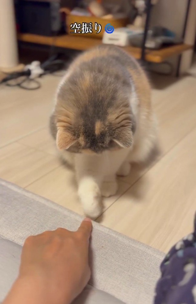猫パンチが届かない猫1