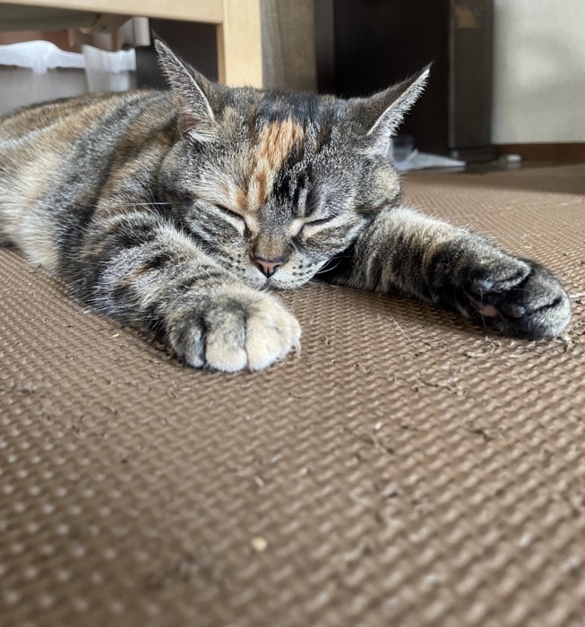 寝ている猫%スヤスヤ%