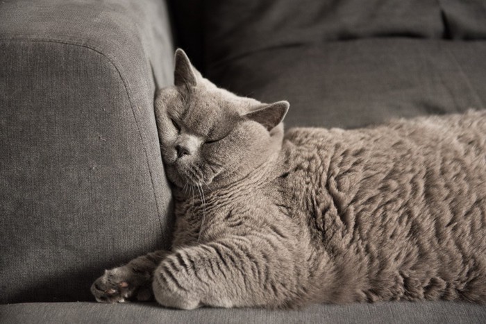 ソファに顔を押し付けて寝る猫