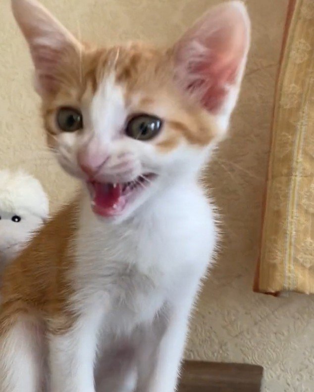 全力で返事をする猫