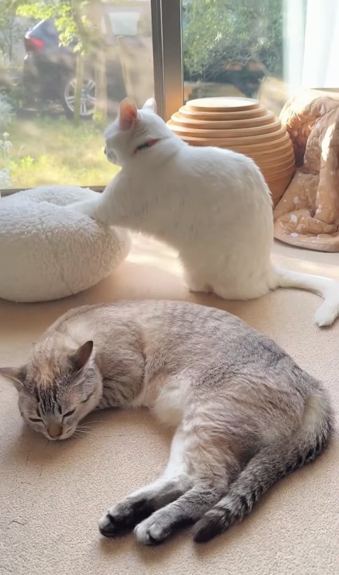 寝転がる猫の背後でクッションに両前足を乗せている白猫