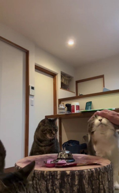 なでてもらう猫