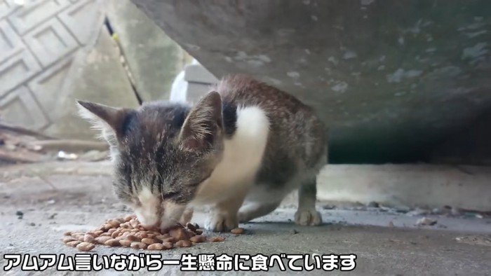 ごはんを食べる子猫