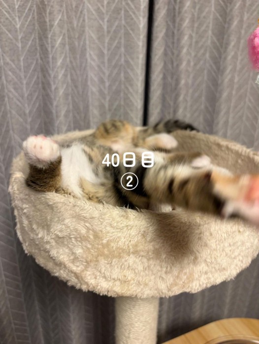 寝転がって前足を伸ばす子猫