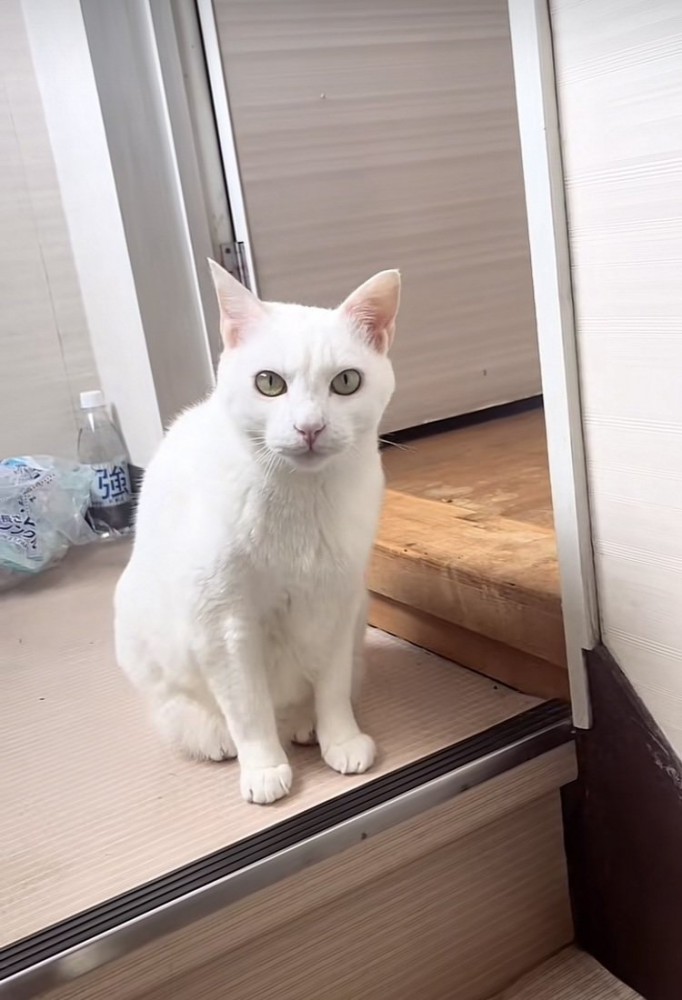 階段の上に座る白猫