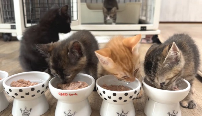 3匹の猫が食事をしている