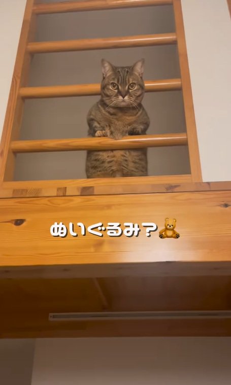 ポールの間から覗くマンチカン