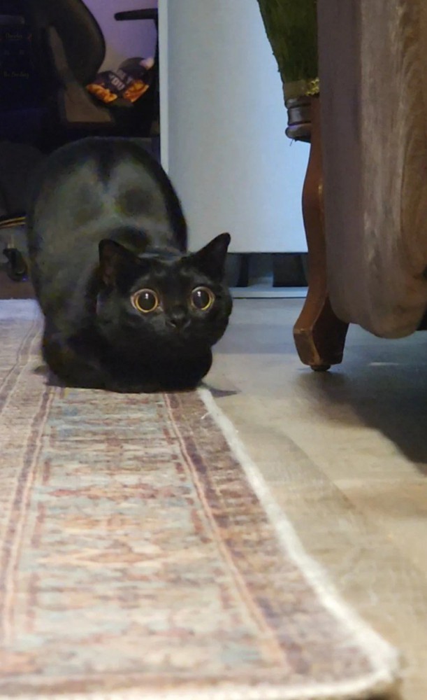 瞳孔を大きく開いた猫