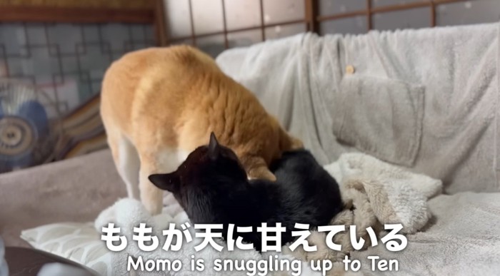 柴犬を舐める黒猫