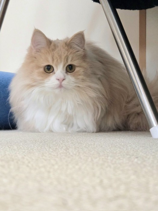 座って前を見ている猫