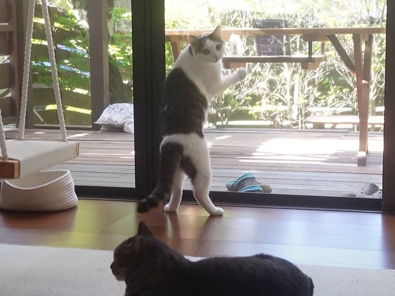 網戸の前の猫