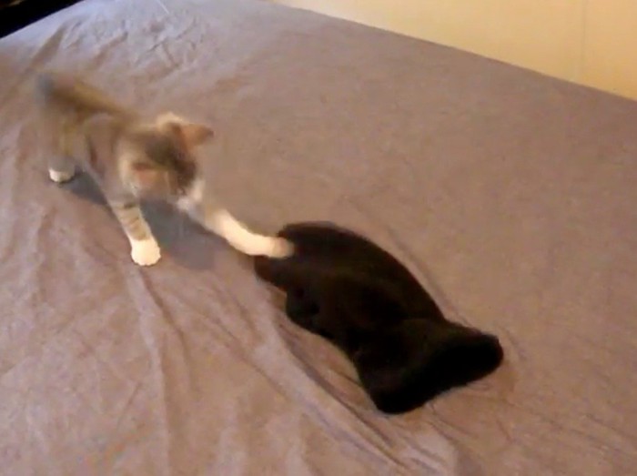 手袋を前足で叩く子猫