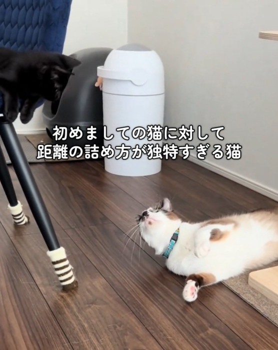 凝視するとろろちゃん