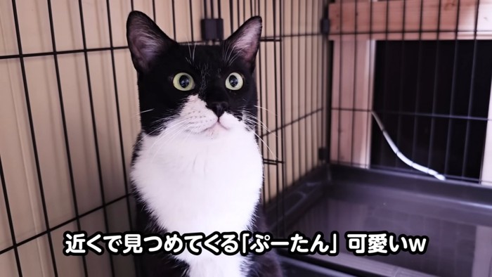 前を見ている猫