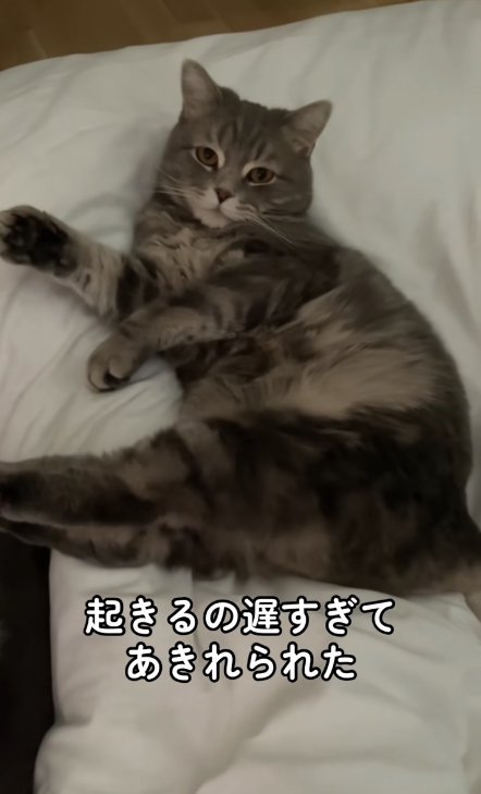 ベットの上で横になってカメラを見つめる猫（アップ）