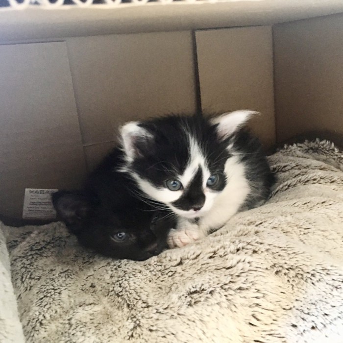 箱の中にいる子猫