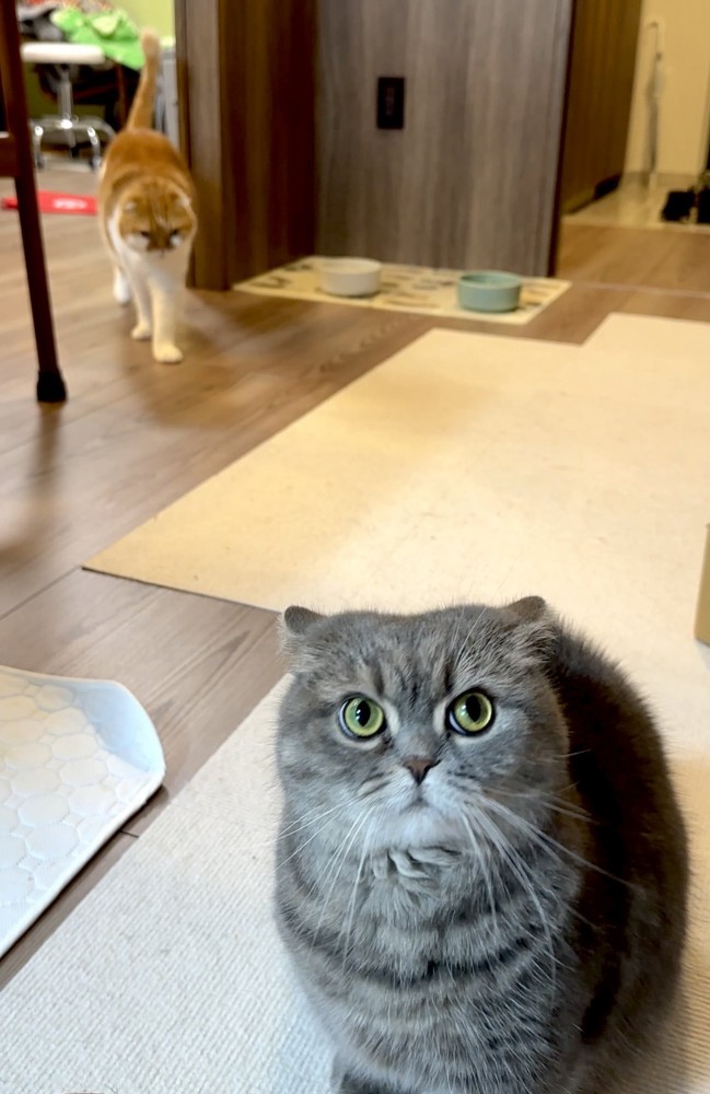 目を丸くするシルバーの猫に、背後から近づく茶白の猫