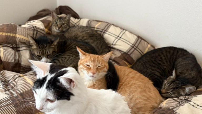 集まっている猫たち