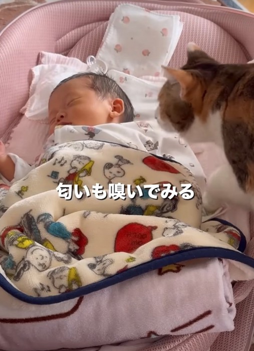 赤ちゃんの匂いを嗅ぐ猫