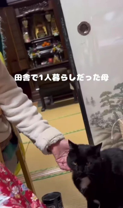 おばあちゃんになでられる猫