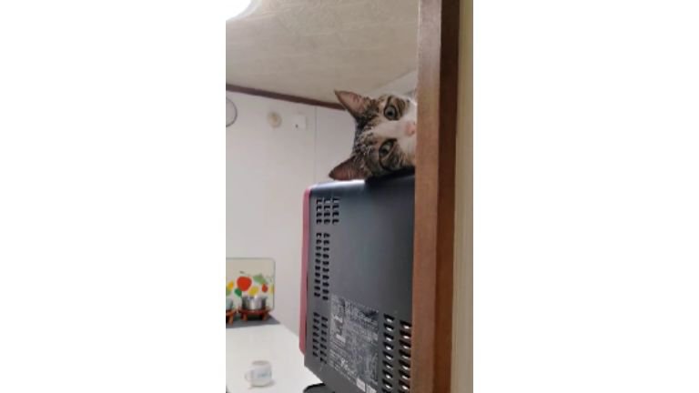 電子レンジの上の猫