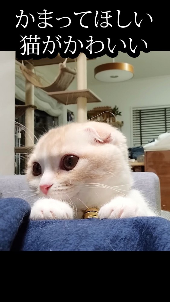 飼い主の脚に手を置く猫