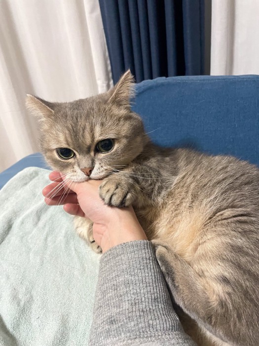 人の手を噛む猫