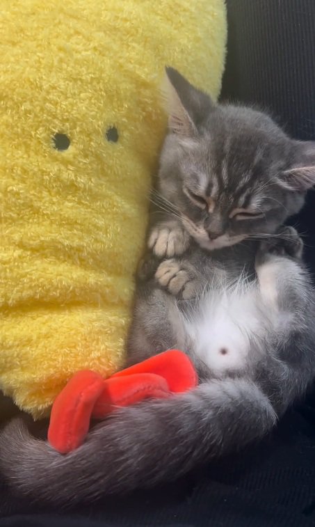 えび天のぬいぐるみの横で寝るみりんくん