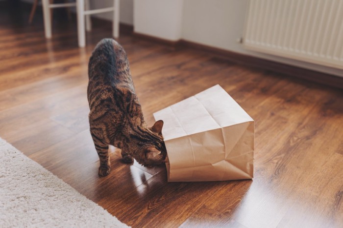 買い物袋のニオイを嗅ぐ猫