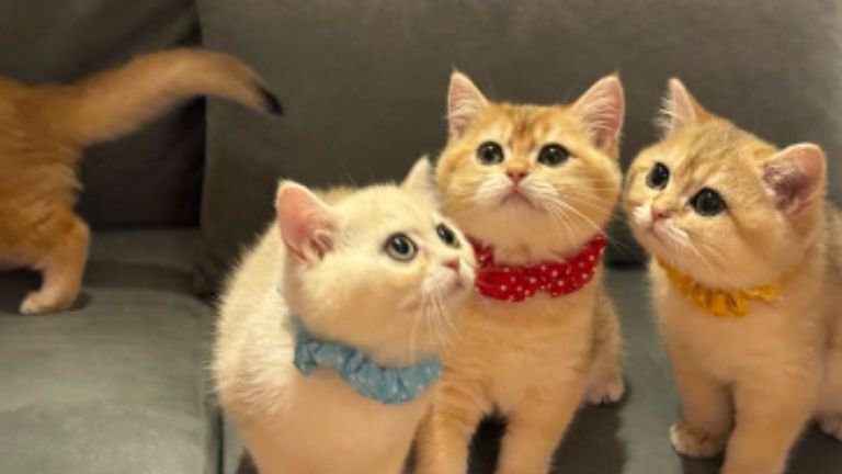 集まっている子猫