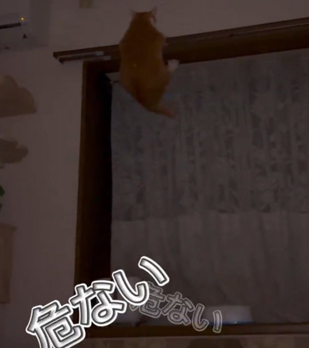 ピンチになる猫