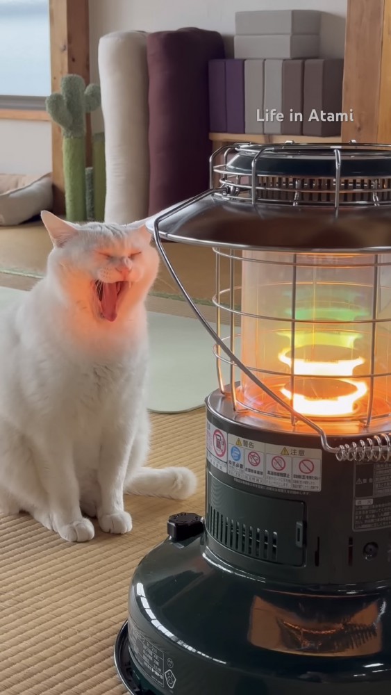 あくびする猫の写真