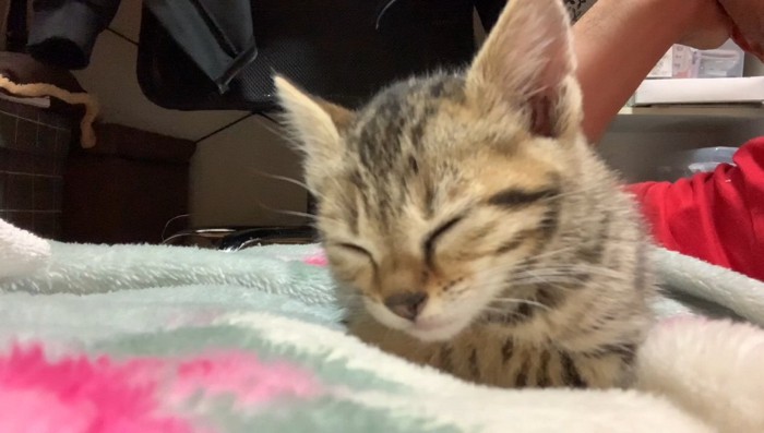 香箱座りの子猫2