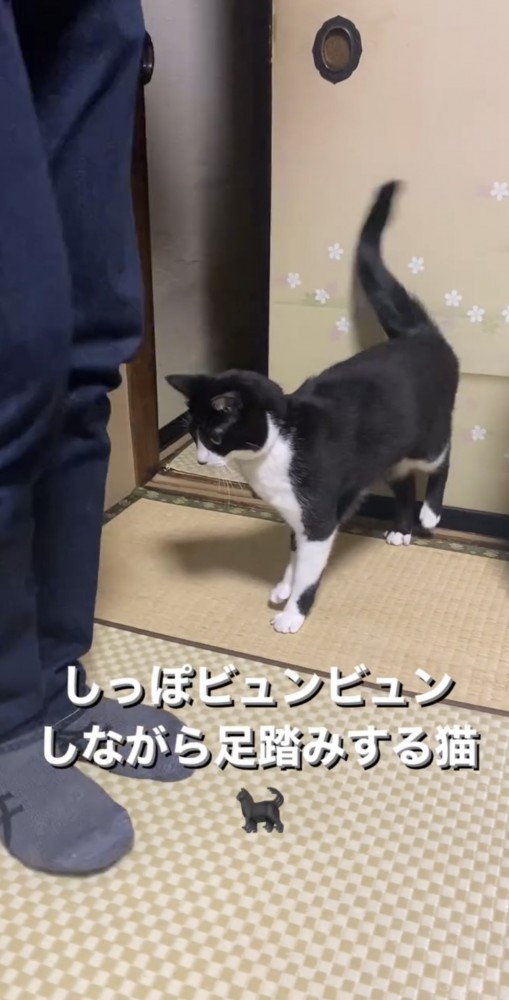 尻尾を振るイチちゃん