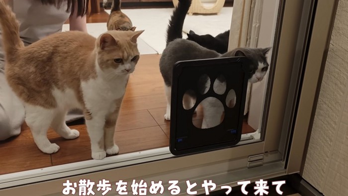 やる気の猫