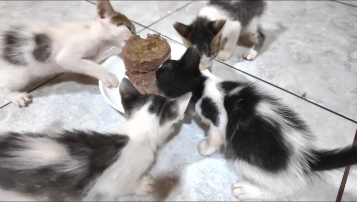 皿に乗った缶詰ごはんに集まる子猫