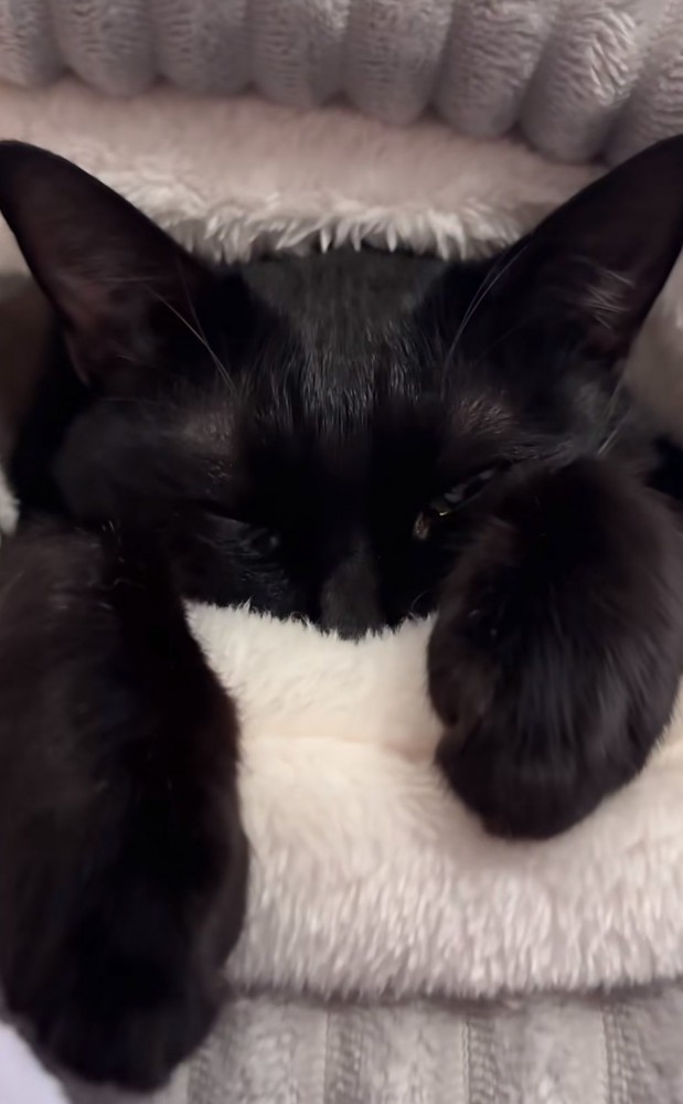 ベッドに入って右目はほぼ瞑り、左目は半分開いている黒猫