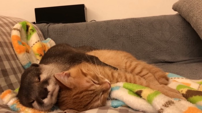 寝ているカワウソと子猫