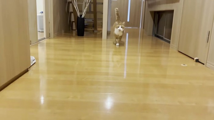 駆けてくる姿
