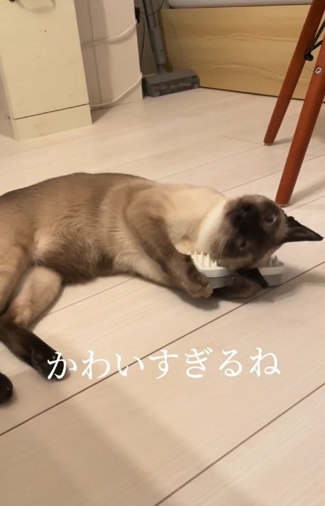 寝転がってブラシを体にこすりつけるシャムネコ