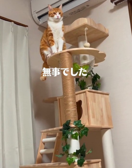 キャットタワーで座る猫